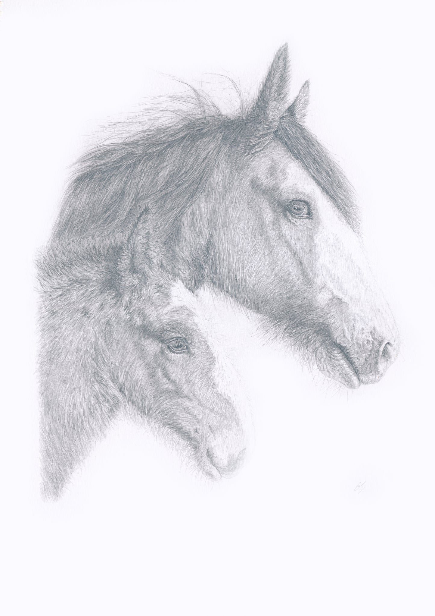 Clydesdale Mare and Foal Print