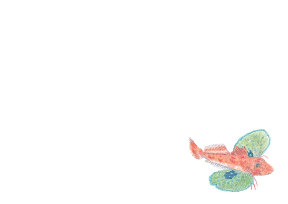 "Sealife Series Notecards"