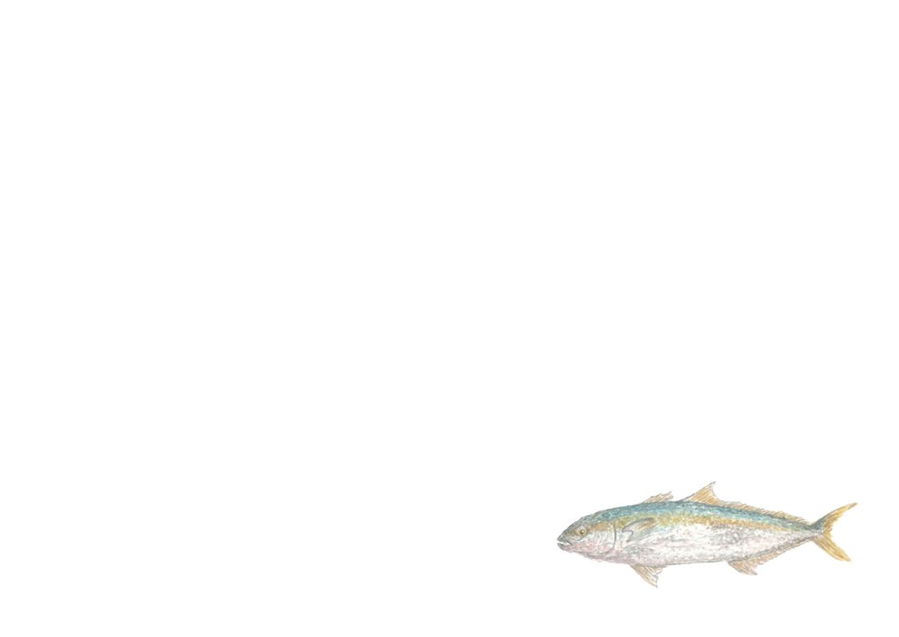 "Sealife Series Notecards"