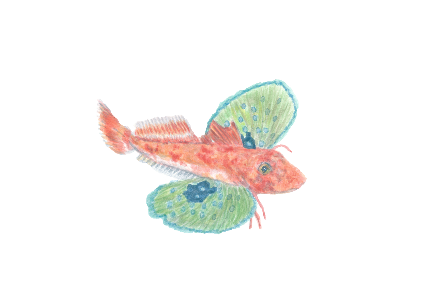 Gurnard Print