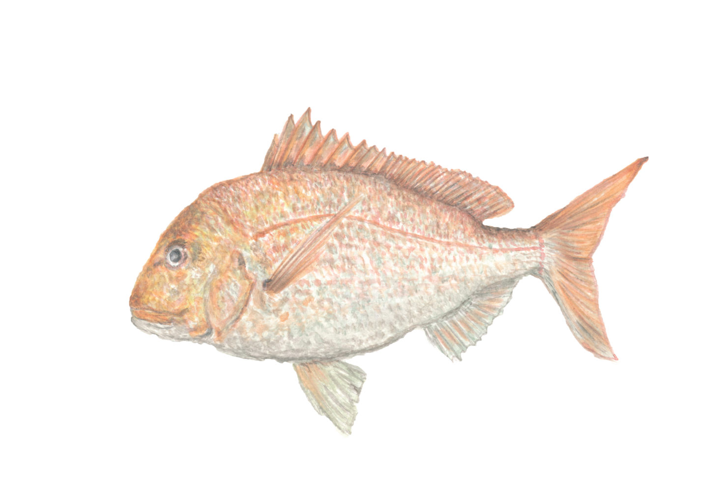 "Snapper" Print