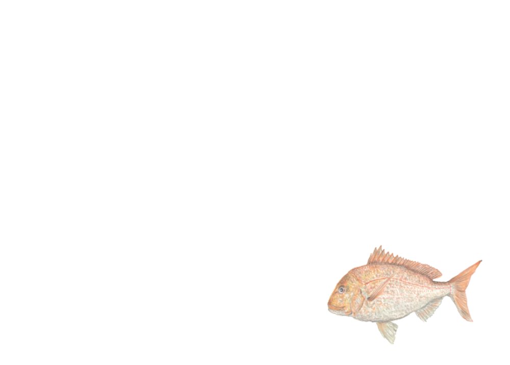 "Sealife Series Notecards"