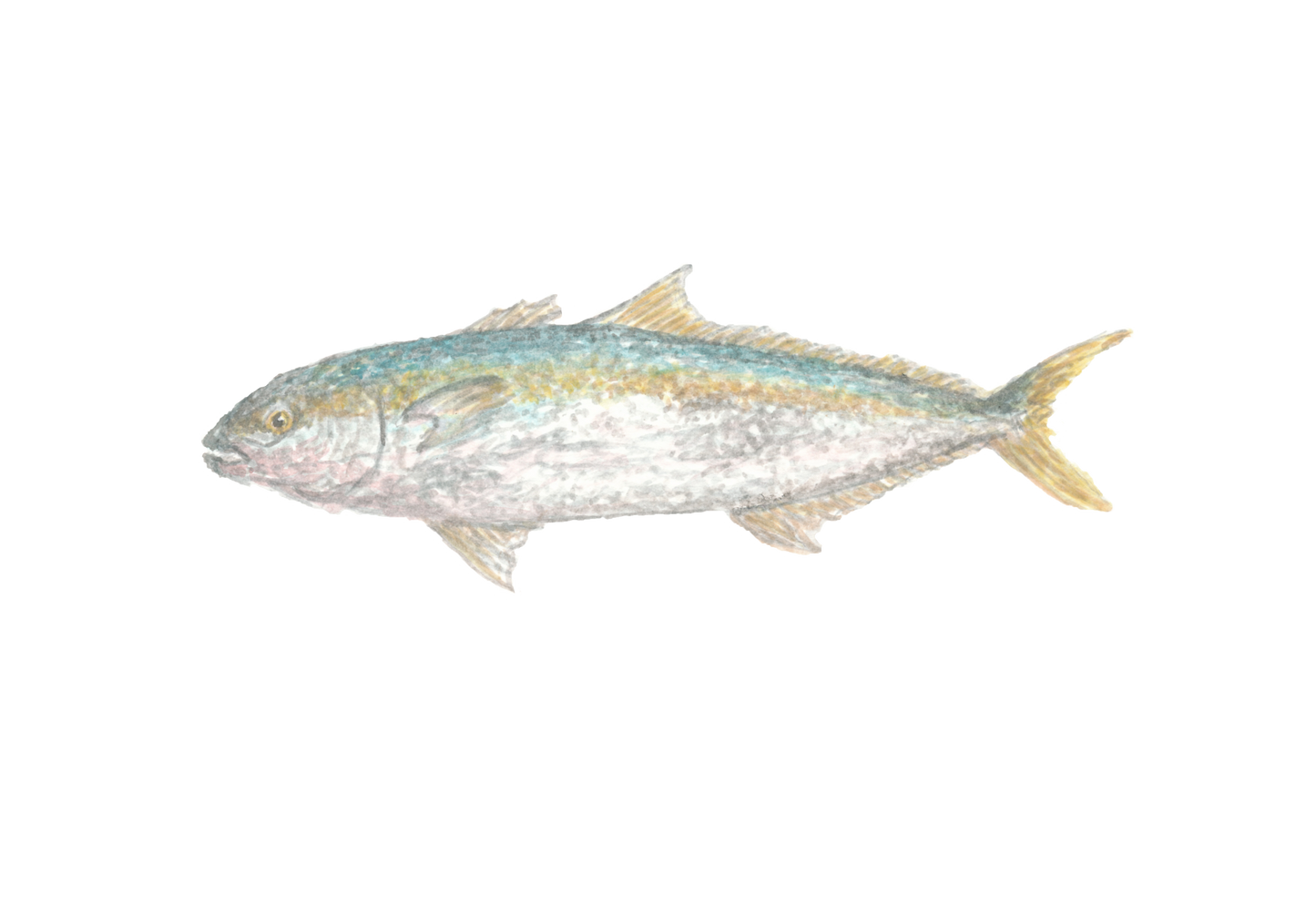 "Kingfish" Print