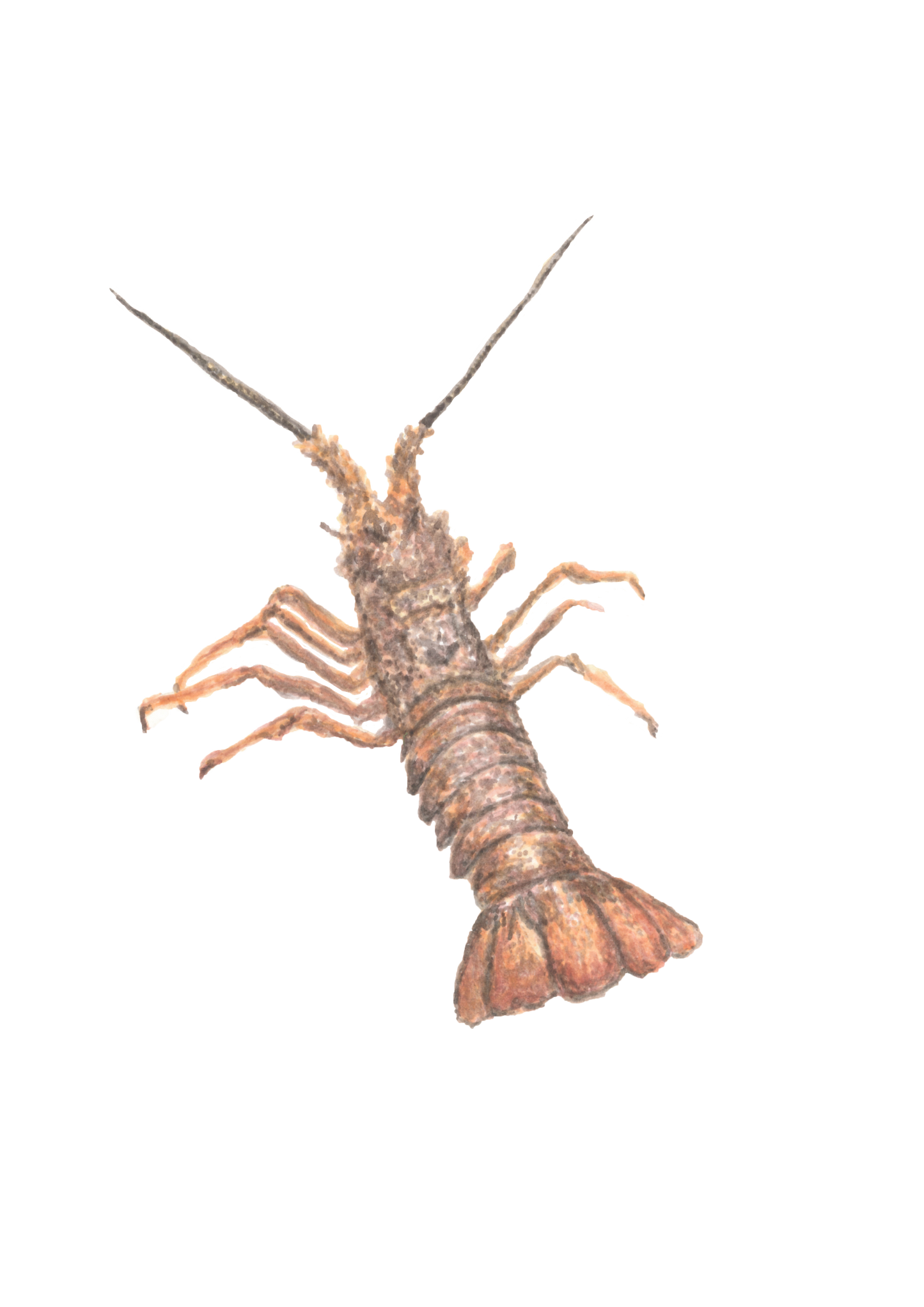 "Crayfish" Print