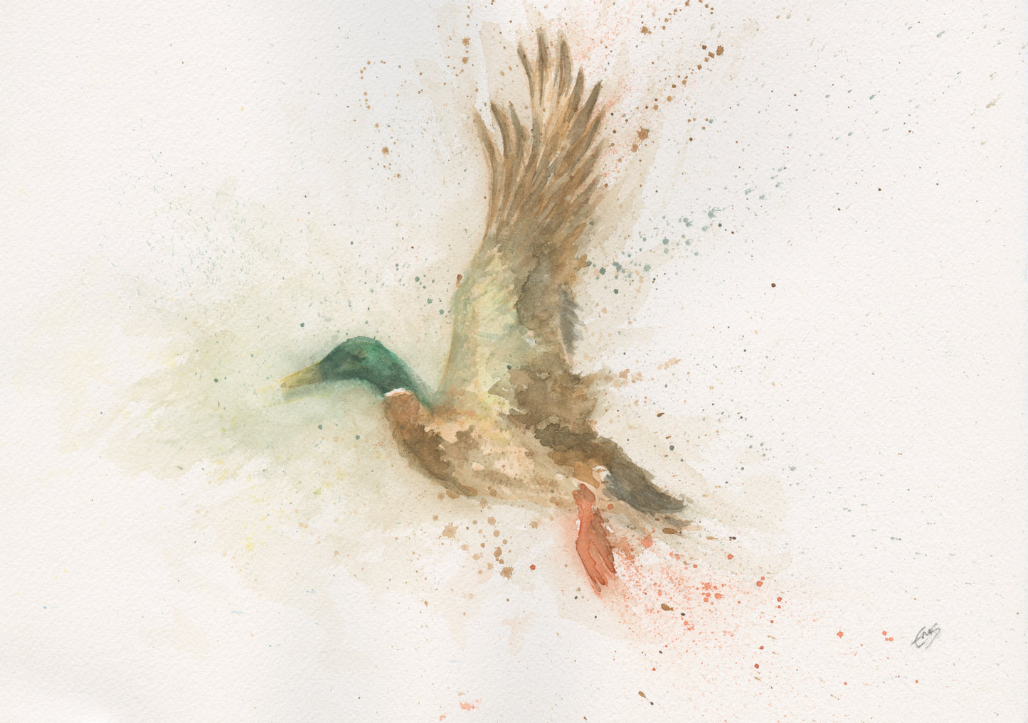 A3 framed "Flying Mallard"