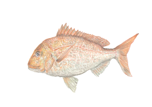 "Snapper" Print