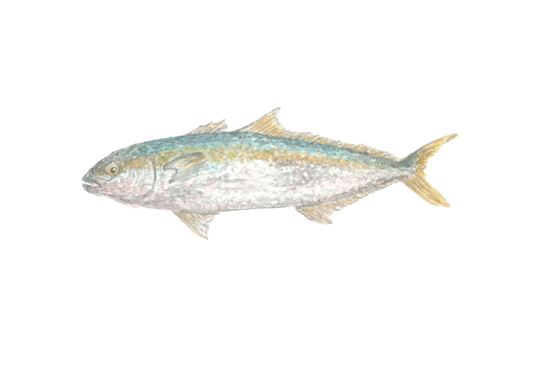 "Kingfish" Print